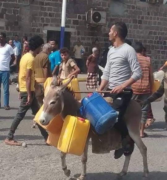 الحمير في عدن التحالف المياه الانتقالي 0-