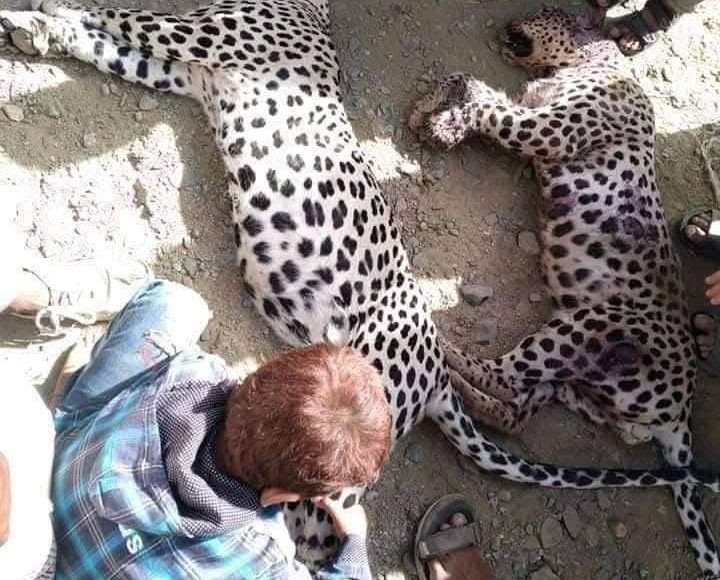 قتل النمور العربية الاصيلة السنورية حالمين يافع لحج اليمن 0