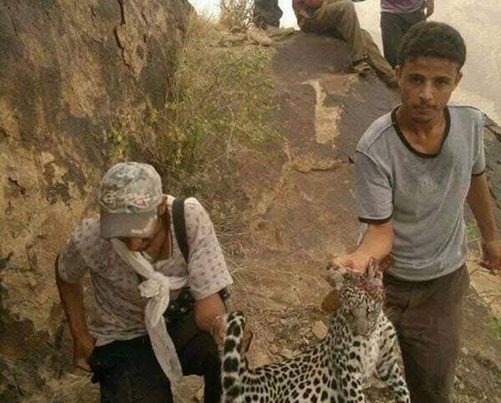 قتل النمور العربية الاصيلة السنورية حالمين يافع لحج اليمن 1