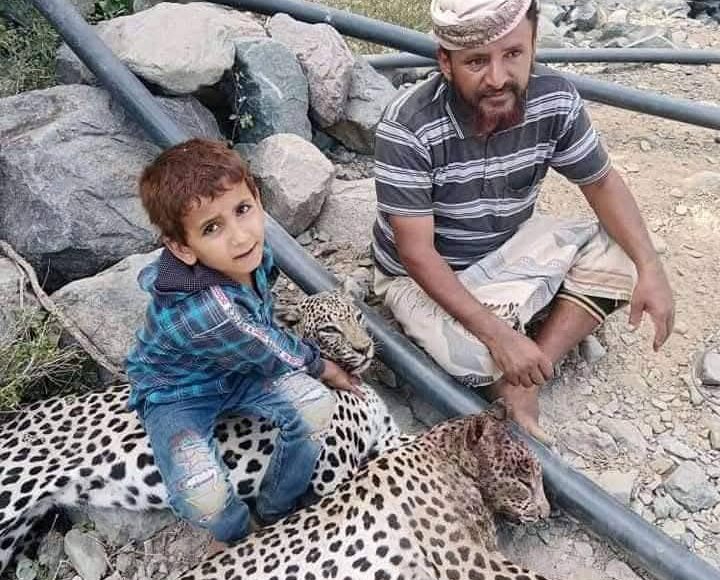 قتل النمور العربية الاصيلة السنورية حالمين يافع لحج اليمن 4