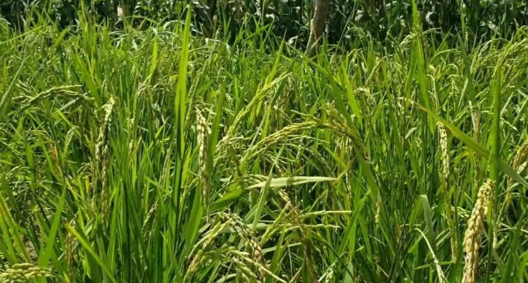 حصارد الأرز في دير الشريف بني سعد المحويت 0