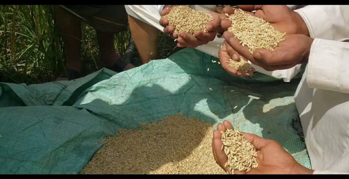 حصارد الأرز في دير الشريف بني سعد المحويت 1