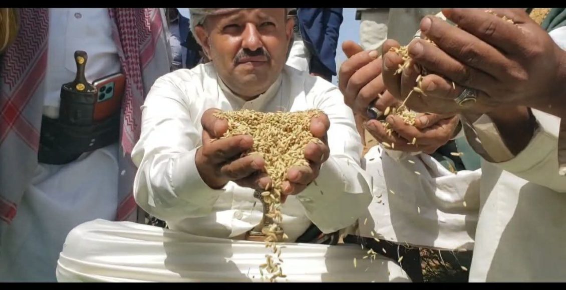 حصارد الأرز في دير الشريف بني سعد المحويت