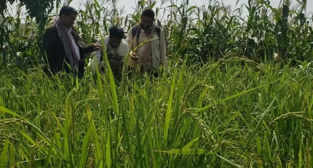 حصارد الأرز في دير الشريف بني سعد المحويت 2