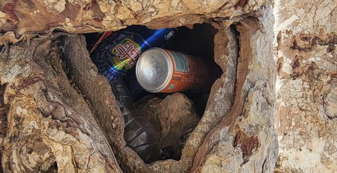 سقطرى العبث بالاشجار الطبيعية النادرة 0