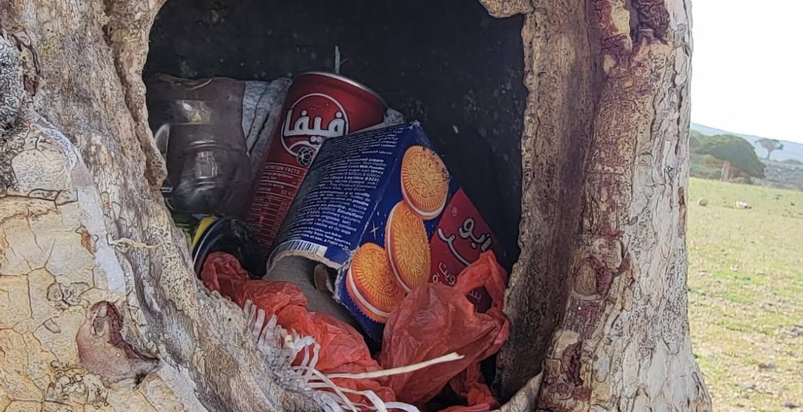 سقطرى العبث بالاشجار الطبيعية النادرة 1