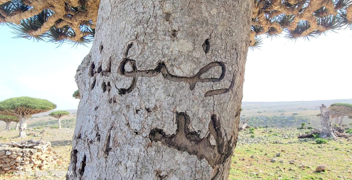 سقطرى العبث بالاشجار الطبيعية النادرة