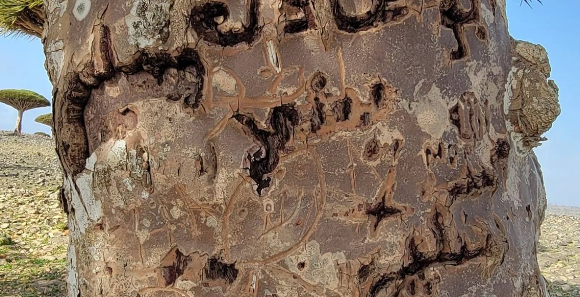 سقطرى العبث بالاشجار الطبيعية النادرة 2
