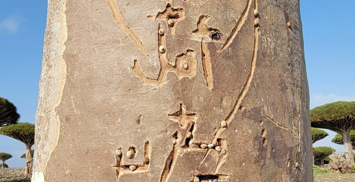سقطرى العبث بالاشجار الطبيعية النادرة 4